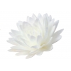 Zestaw kwiatów waflowych stokrotka pomponikowa kolor biały